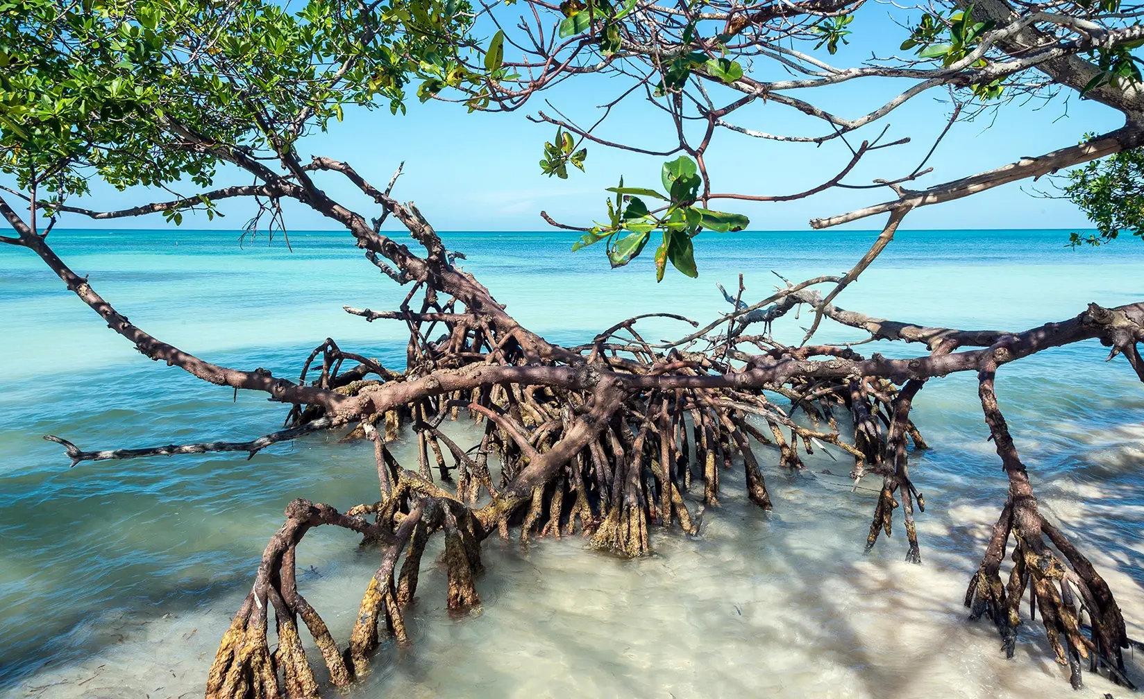 Example Blue carbon removal project